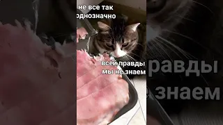 #мемы #приколы #meme #лютыеприколы #minecraft #мем #cat #funny #школа