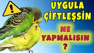 Muhabbet kuşu çiftleşmesi için ne yapmalıyım ?  Muhabbet kuşu nasıl çiftleşir ?