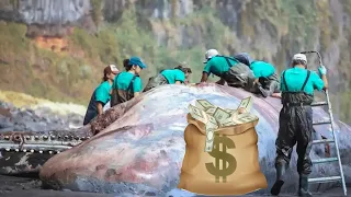 Ученый обнаружил сокровище на 500 тысяч евро в мертвом кашалоте