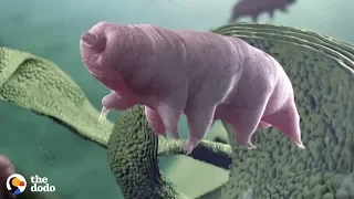 Tardigrades Are the Toughest Animal on Earth that can Survive Space and Volcanoes | The Dodo