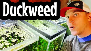 How to Grow Duckweed - Good vs Bad