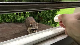 Raccoon eats powdered sugar doughnut