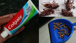 REAL MAGIC COLGATE || JUST 5 MINUTES || How To Kill Cockroach,  Within 5 minutes || Home Remedy ||