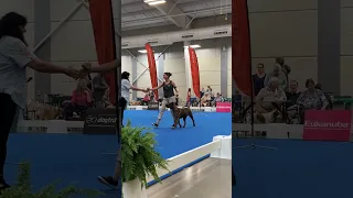 UKC Total Dog Qualifying Presa Canario | UKC Premier Nationals 2023