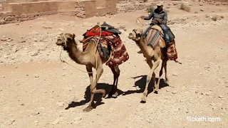 Camel trot vs.  horse trot