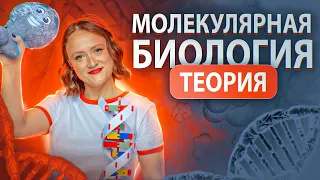 Молекулярная биология. Теория для ЕГЭ-2024