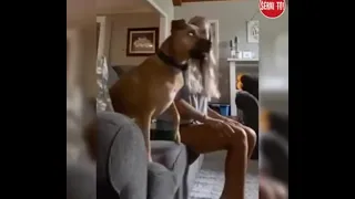 Dog Watching Soccer (Funny)