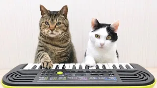 Cats and Piano