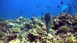 Diving Ego Wall, Apo Reef, Mindoro, Philippines