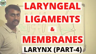 LARYNGEAL LIGAMENTS & MEMBRANES (LARYNX PART 4)