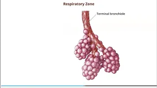 Bronchial tree