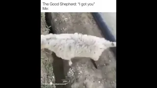 The best Christian memes - The good shepherd "I got you" - resque sheep falling