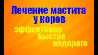 Как лечить субклинический мастит коров на ферме и в домашних условиях