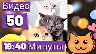 Кошки Смешная Видео Подборка - Видео 50 - 19:40 Минуты