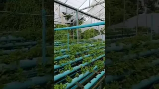 Hydroponic Garden