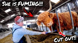 WHAT A NIGHTMARE... HIGHLAND CATTLE GET PROPERLY STUCK!!!