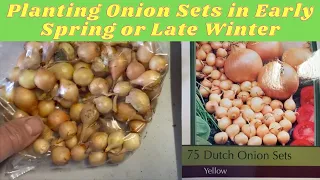 Planting Onion Sets in Early Spring or Late Winter