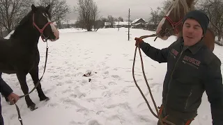 ЖЕРЕБЦІ НА ПАРОВКУ/ЛЬВІВЩИНА ДАЄ ЖАРУ🔥/КОНІ ВАГОВОЗИ/ КОНІ В УКРАЇНІ/DRAFT HORSES