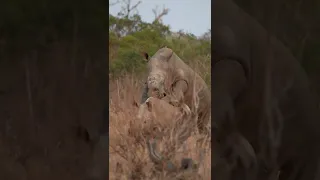 Mating rhinos