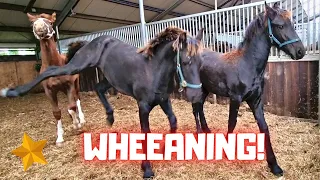 Weaning the foals Rising Star⭐😭, Reina and Sanne! Part 3| Friesian Horses