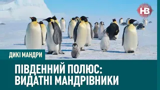 Південний полюс: видатні мандрівники, український бар в Антарктиді й полярний туризм