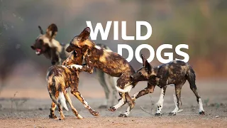 The Wild Dogs Fighting For Survival Among Africa's Apex Predators | Wildlife Documentary