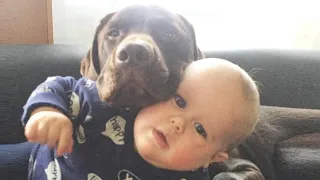 Nette Hunde und Babys Lustige Momente