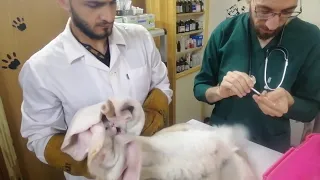 a very angry and aggressive cat in the clinic