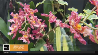 New England Botanic Garden's orchid exhibit a favorite for flower lovers