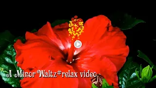 A Minor Waltz#relax video Вальс Распускающиеся цветы