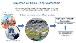 Biodegradation of Oil by Labrador Sea Bacteria