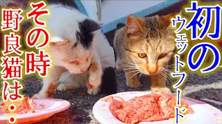 When you show a group of cute stray cats the first wet food in your cat life...