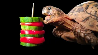 ASMR Mukbang Eating Food 🐢 turtle tortoise 8