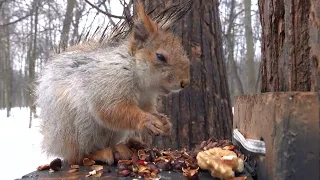 Несчастная голодная белка / Poor hungry squirrel