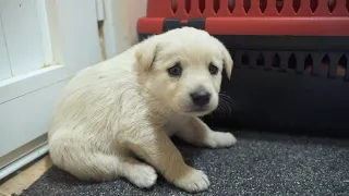 Two Innocent Puppies Can't Understand Why They Have Been Abandoned | Part 3