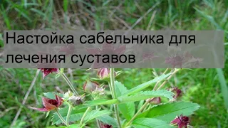 Настойка сабельника для лечения суставов