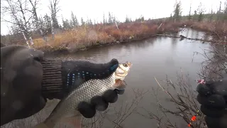 НАШЛИ ЛЕГЕНДАРНОЕ МЕСТО!!! Микро речка в болоте кишит МОХТИКАМИ!!! Клюет на каждом забросе!!!