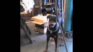 Rottweiler Pup Attacking Air