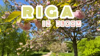 SAKURA BLOOM in MAY 🌸 EARLY SPRING FLOWERS in RIGA, LATVIA WALK 4k HD no words