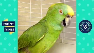 TRY NOT TO LAUGH - Birds & Parrots Funny Animals Fails Compilation | Cute Vines April & May 2018