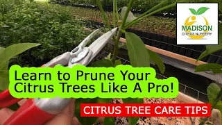 How To Prune Citrus Trees Like a Pro - Encourage Branching & More Fruit! - Madison Citrus Nursery