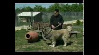 kavkasiuri nagazi (Caucasian sheep-dog) kavkaskaia avcharka gruzinskaia avcharka