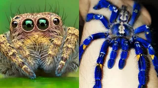 10 Arañas Más Venenosas Del Mundo que debes Evitar