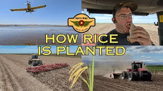 How Rice Is Planted