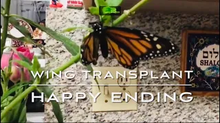 Monarch Butterfly Wing Transplant And The Amazing Good Samaritan Monarch- An Endearing Love Story