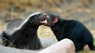 Tasmanian Devil VS The Honey Badger