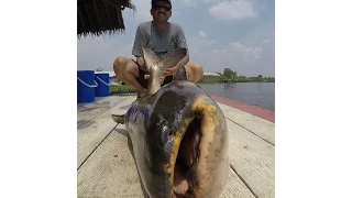 Fishing Video !!! Go Pro Hero 5 !  Awesome Giant Mekong Catfish Thailand- BKKGUY