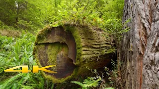 Redwood National Park James irvine trail 4K 🇺🇸