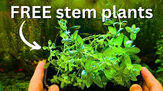 FREE stem plants? How to propagate stem plants step by step!