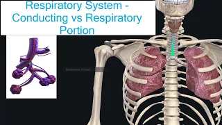 Respiratory System - Conducting.vs Respiratory Portion | Anatomy